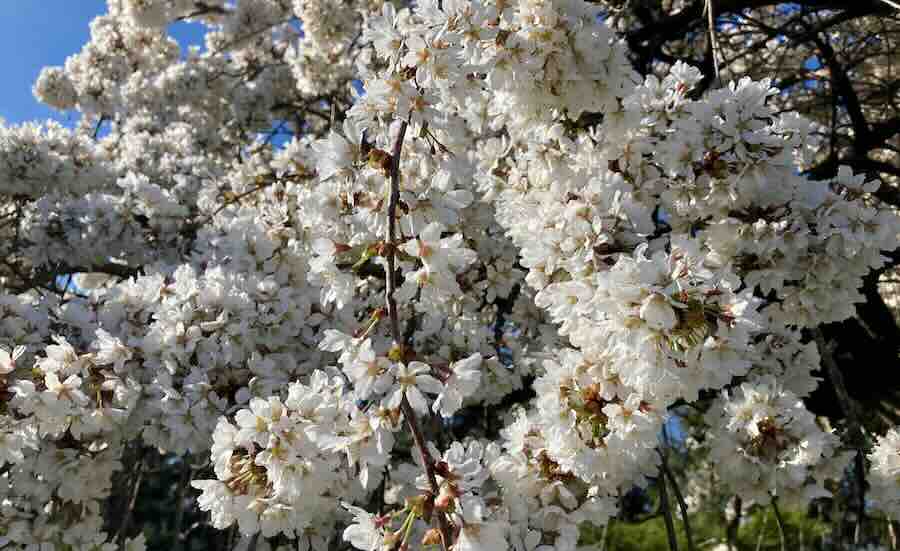 Close-up of blooming white cherry blossoms on branches.