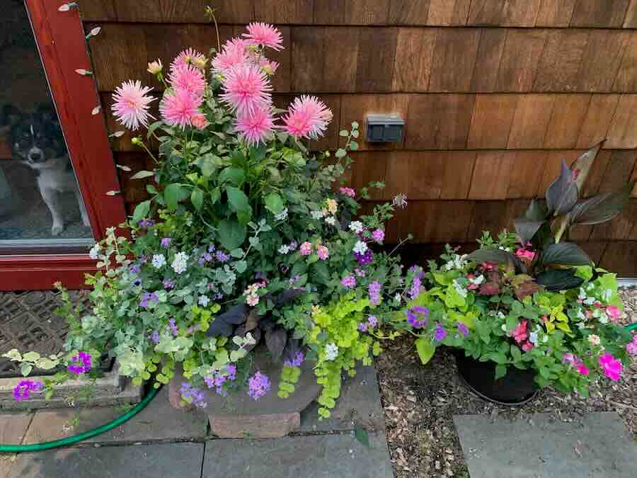 Annual Flower Program