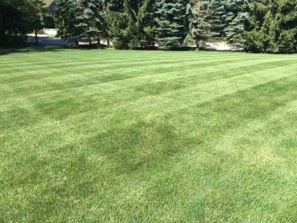 A beautiful green yard with crossed mowing patterns.