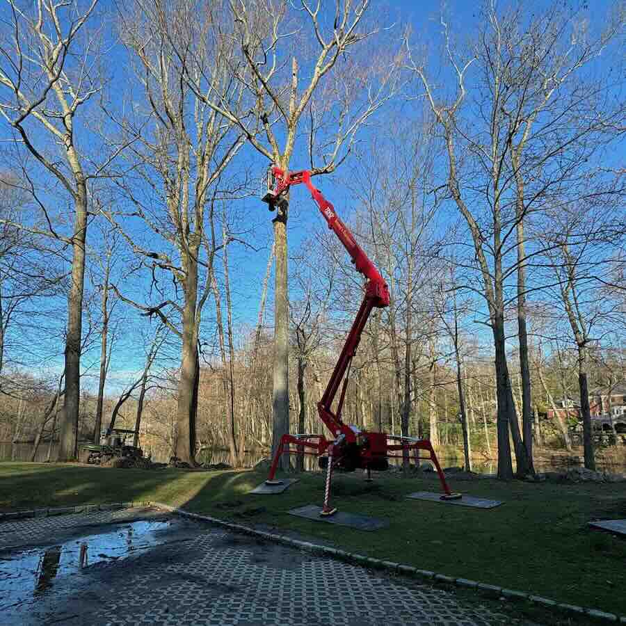 Red cherry picker trimming tree branches