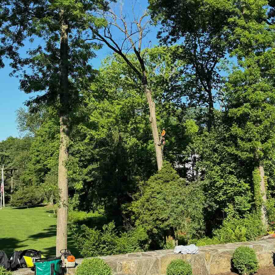 Tree worker trimming branches on tall tree.