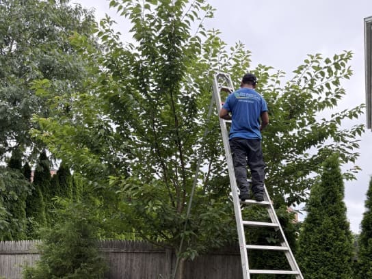 safety pruning
