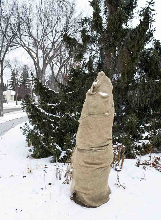 Tree wrapped in burlap for winter protection.
