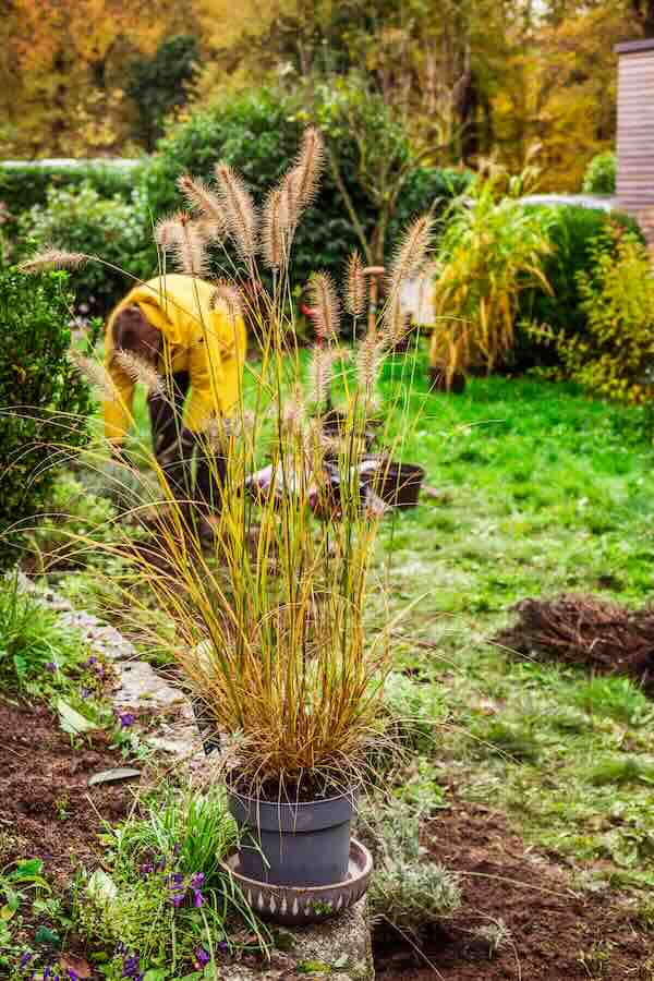 Spring ornamental grasses