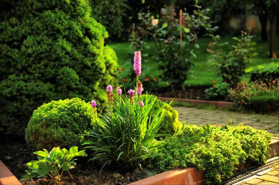 Lush garden with pink flowers and greenery